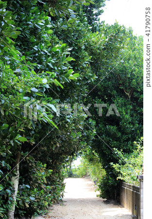 Fukugi trees in Bise Fukugi trees in Bise 41790758