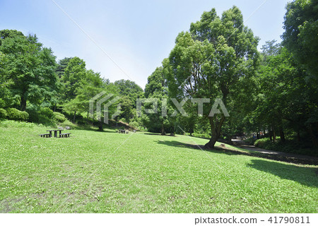 夏季森林公園，橫濱市兒童自然公園 41790811