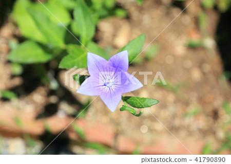 Flowers of Chrysanthemum 41790890