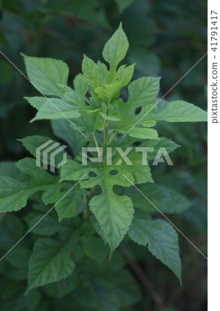 Mulberry leaves 41791417