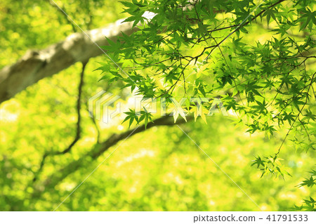 Summer sickle North Lake 41791533