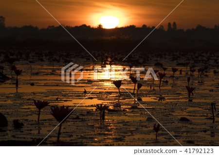 清晨的陽光 41792123