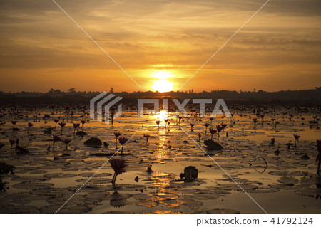 Tallebuaden的日出 41792124