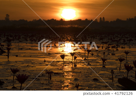 蓮花和日出 41792126