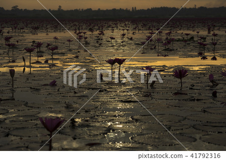 太陽路蓮花湖 太陽路蓮花湖 41792316