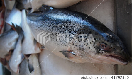 半月灣漁夫的市場舊金山灣區魚 41792320