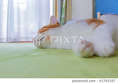Brown white cat purring with carpet 41792587