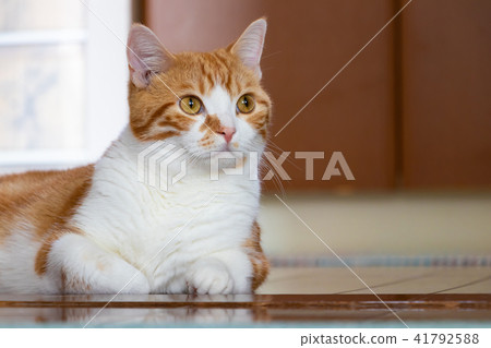 Cool brown white cat lying on the floor 41792588