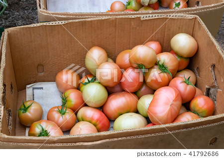 Shizuoka prefecture Izunokuni city Tomato farmhouse's vinyl house landscape Shizuoka prefecture Izunokuni city Tomato farmhouse's vinyl house landscape 41792686