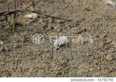 Okinawa Haxen Shiomaneki Okinawa Haxen Shiomaneki 41792740