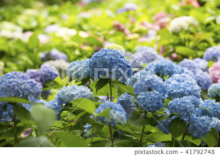 hydrangea hydrangea 41792748