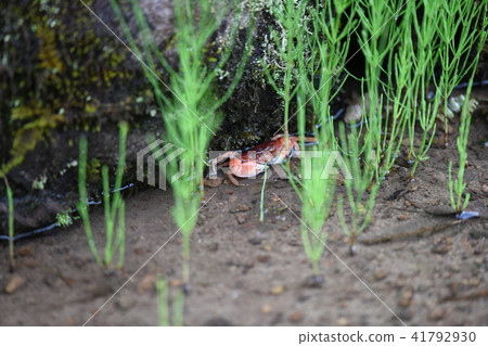 Sawagani減產並吃馬尾 Sawagani減產並吃馬尾 41792930