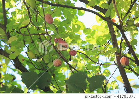 Akebi fruit Akebi fruit 41793375