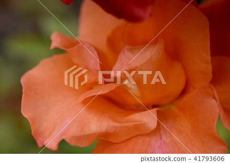 玫瑰 玫瑰 41793606