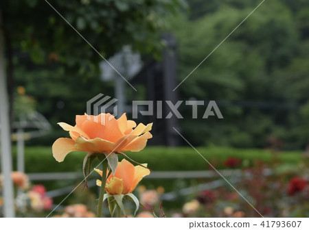 玫瑰 玫瑰 41793607