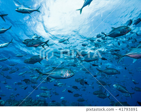 旅行在海表面下的一群馬鯨魚。雅普,密克羅尼西亞 旅行在海表面下的一群馬鯨魚。雅普,密克羅尼西亞 41793891