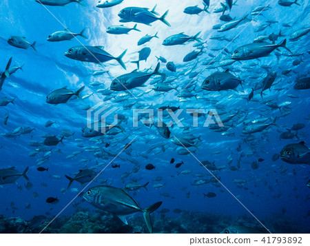 旅行在海表面下的一群馬鯨魚。雅普,密克羅尼西亞 旅行在海表面下的一群馬鯨魚。雅普,密克羅尼西亞 41793892