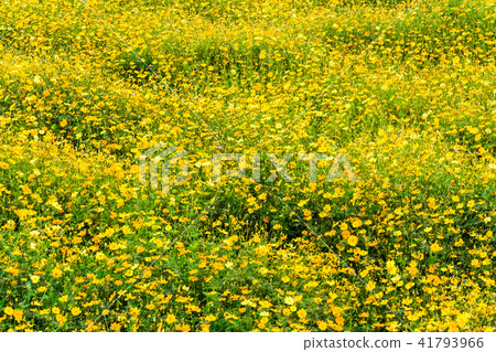close up yellow cosmos flower for background close up yellow cosmos flower for background 41793966