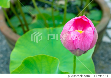 Shonaiji寺，靜岡縣伊豆之國市的蓮花 41794581