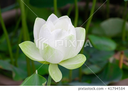 Shonaiji寺，靜岡縣伊豆之國市的蓮花 41794584