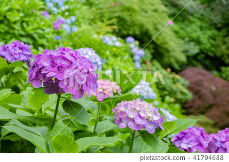鎌倉激情寺的繡球花 41794688