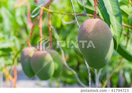 Mango farmhouse's vinyl house landscape Mango farmhouse's vinyl house landscape 41794723