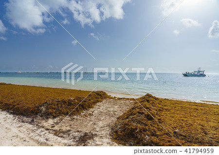 Punta Cana, Dominican Republic - June 17, 2018: sargassum seaweeds on the beaytiful ocean beach in 41794959