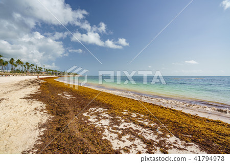 Punta Cana, Dominican Republic - June 17, 2018: sargassum seaweeds on the beaytiful ocean beach in 41794978
