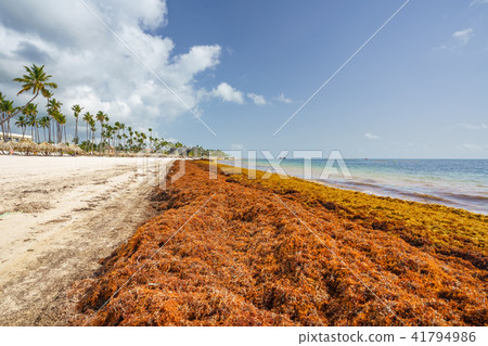 Punta Cana, Dominican Republic - June 17, 2018: sargassum seaweeds on the beaytiful ocean beach in Punta Cana, Dominican Republic - June 17, 2018: sargassum seaweeds on the beaytiful ocean beach in 41794986