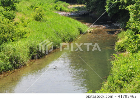 Satoyama風景小川的調查Satoyama夏天風景夏天草生長Ogawa回憶夏天夏天回憶的童年回憶 41795462