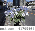 Kasakura's hydrangea 41795464