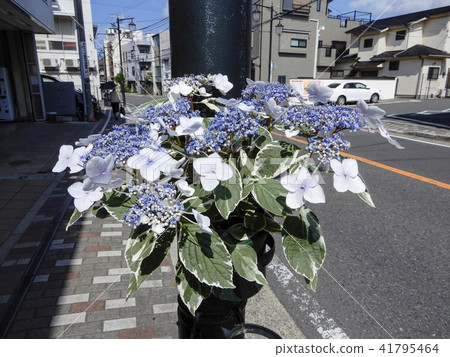 Kasakura's hydrangea Kasakura's hydrangea 41795464