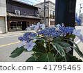 Kasakura's hydrangea 41795465