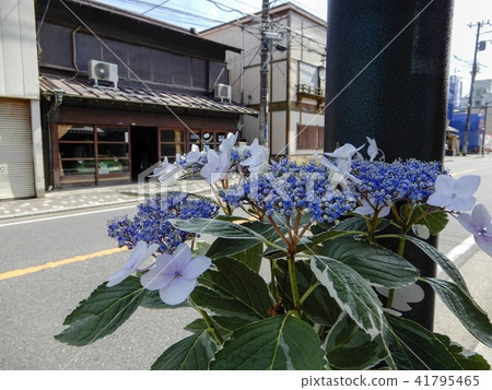 Kasakura's hydrangea Kasakura's hydrangea 41795465