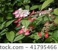 Kasakura's hydrangea 41795466