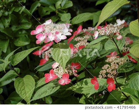 Kasakura's hydrangea Kasakura's hydrangea 41795466
