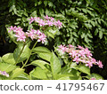 Kasakura's hydrangea 41795467
