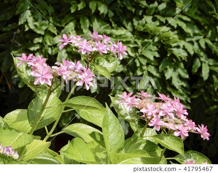 Kasakura's hydrangea Kasakura's hydrangea 41795467