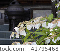Kasakura's hydrangea 41795468