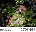 Kasakura's hydrangea 41795469