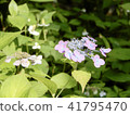 Kasakura's hydrangea 41795470