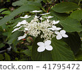 Kasakura's hydrangea 41795472