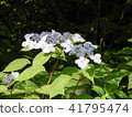 Kasakura's hydrangea 41795474