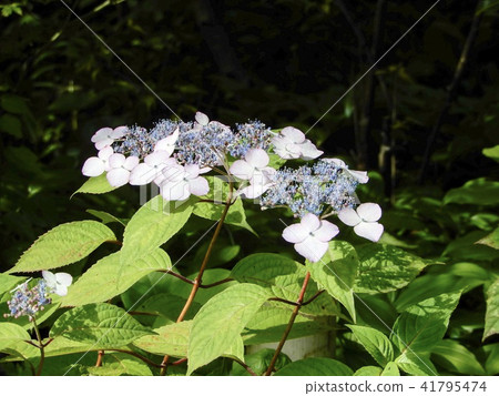 Kasakura's hydrangea Kasakura's hydrangea 41795474