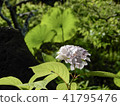 Kasakura's hydrangea 41795476