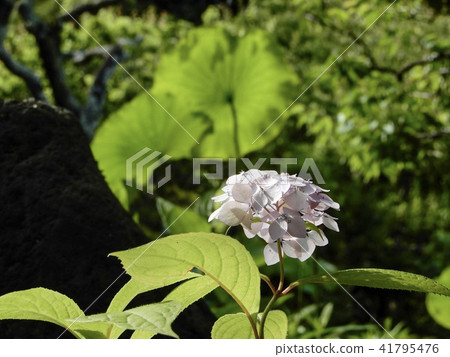 Kasakura's hydrangea Kasakura's hydrangea 41795476