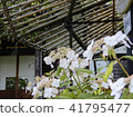 Kasakura's hydrangea 41795477