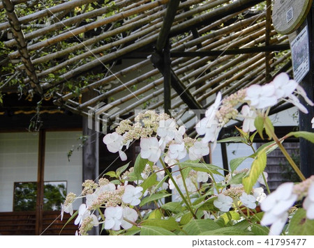 Kasakura's hydrangea 41795477