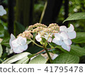 Kasakura's hydrangea 41795478