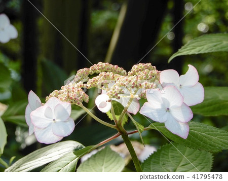 Kasakura's hydrangea Kasakura's hydrangea 41795478